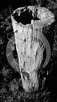 B&W photo of weathered fence post on waikato farm