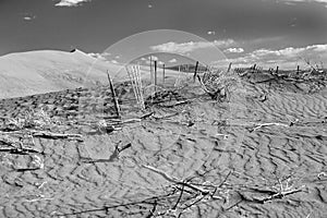 B&W of plants in sand.