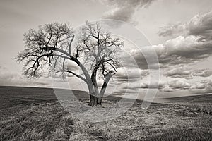 B&W of single tree in a field