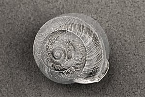 B&W of snail shell.