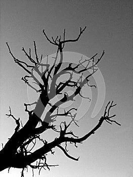 B&W Tree Sillhouette