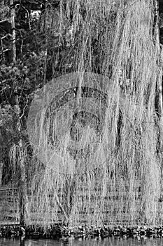 B&W Weeping Willow