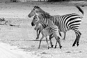 B&W Zebra family in Tarangire National Park, Tanzania