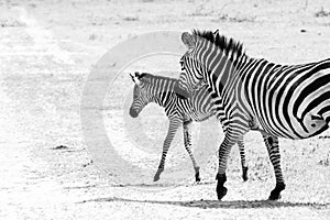 B&W Zebra family in Tarangire National Park, Tanzania