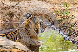 B2, a legendary Bengal Tiger walking through the jungle from a waterhole in Bandhavgarh