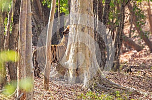 B2, a legendary Bengal Tiger walking through the jungle from a waterhole in Bandhavgarh