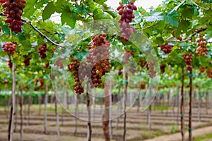 Ba Moi vineyard, in Ninh Thuan province, Vietnam