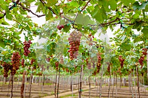 Ba Moi vineyard, in Ninh Thuan province, Vietnam