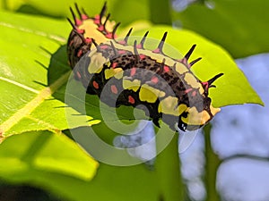 Ba quiescent insect pupa  especially of a butterfly or moth in thailand