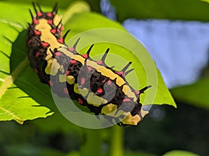 Ba quiescent insect pupa  especially of a butterfly or moth in thailand