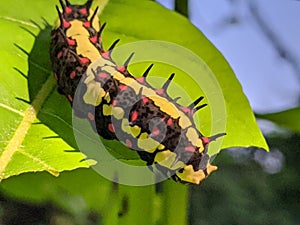 Ba quiescent insect pupa  especially of a butterfly or moth in thailand photo