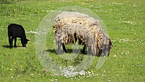 Baa Lamp And Mother Sheep Graze With Happiness