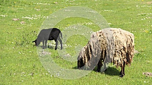 Baa Lamp And Mother Sheep Graze With Happiness