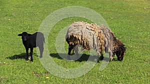 Baa Lamp And Mother Sheep Graze With Happiness