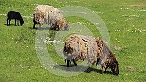 Baa Lamp And Mother Sheep Graze With Happiness