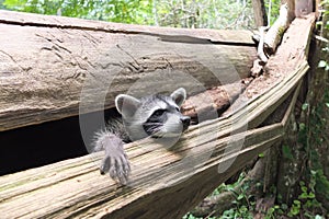 Baby raccoon in Costa Rica photo