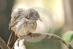 Babbler