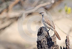 Babbler on burnt stump