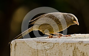 A babbler feeding on a bird feeder
