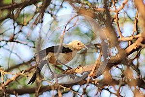 Babbler, Pied Southern - Purity