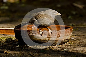 A babbler about to take an afternoon bath