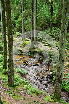 Babbling brook in the Ardennes