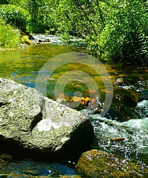 Babbling Brook in the Deep Woods