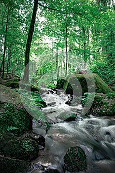 babbling brook, forest, wood, water