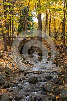 Babbling brook in golden woods