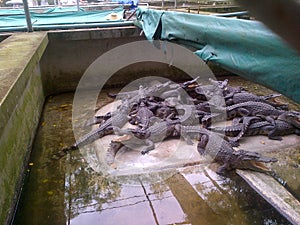 Babby Crocodile in a Crocodile Farm in Bangkok, Thailand