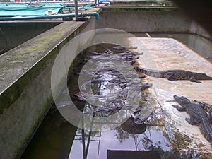 Babby Crocodile in a Crocodile Farm in Bangkok, Thailand