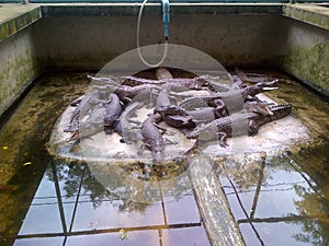 Babby Crocodile in a Crocodile Farm in Bangkok, Thailand