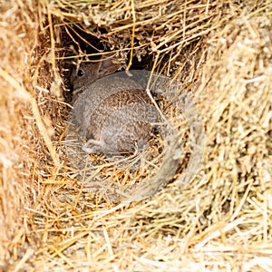 Babby rabbit in hays