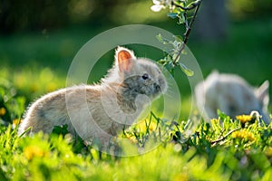 Babby rabbit sniffing to the tree branch on the garden
