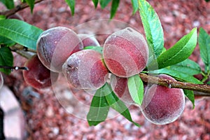 Babcock White Peach, Prunus persica `Babcock`