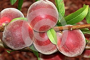 Babcock White Peach, Prunus persica `Babcock`