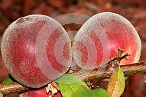 Babcock White Peach, Prunus persica `Babcock`