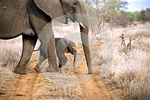 Babe elephant crossing the road