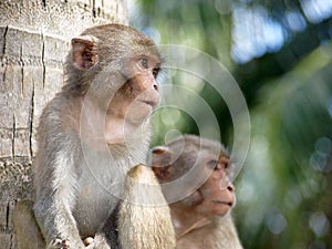 Babe monkeys