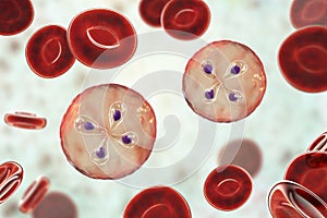 Babesia parasites inside red blood cell, the causative agent of babesiosis