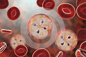 Babesia parasites inside red blood cell, the causative agent of babesiosis