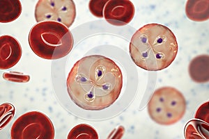 Babesia parasites inside red blood cell, the causative agent of babesiosis