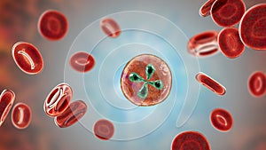 Babesia parasites inside red blood cell, the causative agent of babesiosis