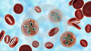 Babesia parasites inside red blood cell, the causative agent of babesiosis