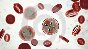 Babesia parasites inside red blood cell, the causative agent of babesiosis