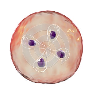 Babesia parasites inside red blood cell, the causative agent of babesiosis