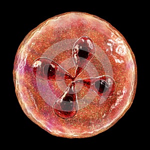 Babesia parasites inside red blood cell, the causative agent of babesiosis