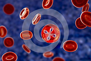 Babesia parasites inside red blood cell, the causative agent of babesiosis