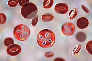 Babesia parasites inside red blood cell, the causative agent of babesiosis