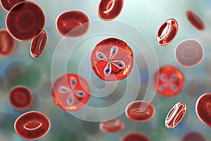 Babesia parasites inside red blood cell, the causative agent of babesiosis